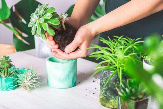 Advantages & Disadvantages of Using Ceramic Planter Pots - RAAQUU